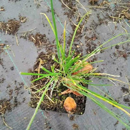 Allium schoenoprasum P13 BIO - afbeelding 6