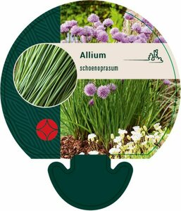 Allium schoenoprasum P13 BIO - afbeelding 4