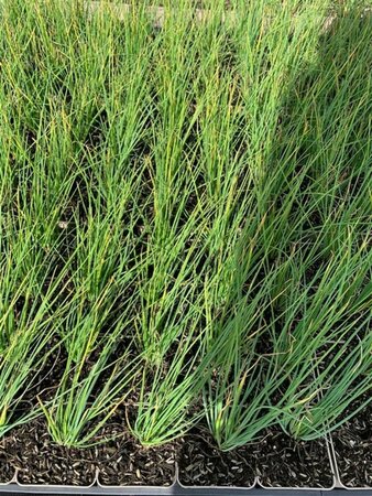Allium schoenoprasum P13 BIO - afbeelding 7