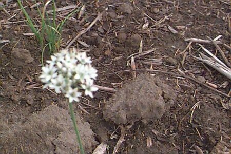 Allium tuberosum P13 BIO - afbeelding 1