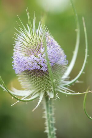Dipsacus fullonum P13 BIO