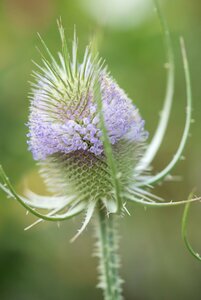 Dipsacus fullonum P13 BIO