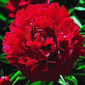 Paeonia lactiflora 'Karl Rosenfield' P9 - afbeelding 2