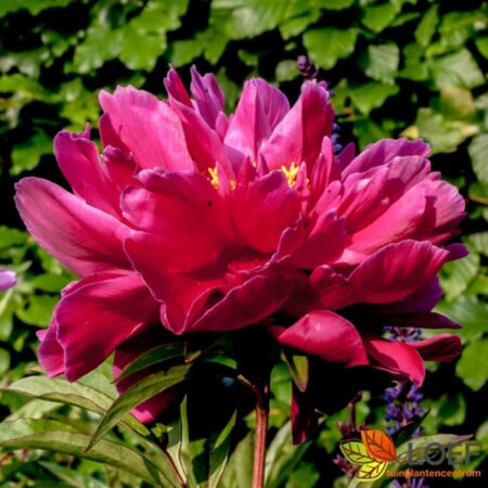 Paeonia lactiflora 'Karl Rosenfield' P9 - afbeelding 1