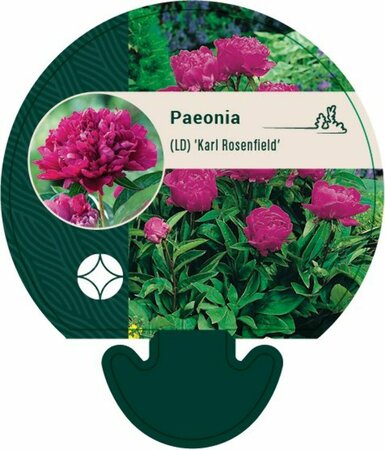 Paeonia lactiflora 'Karl Rosenfield' P9 - afbeelding 3