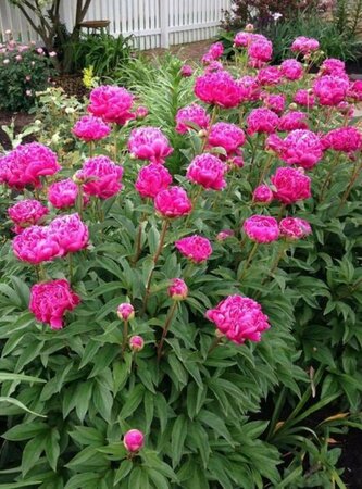 Paeonia lactiflora 'Karl Rosenfield' P9 - afbeelding 4