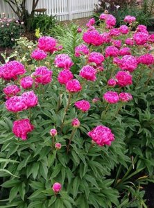 Paeonia lactiflora 'Karl Rosenfield' P9 - afbeelding 4