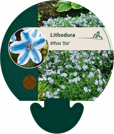 Lithodora d. 'Star' P9