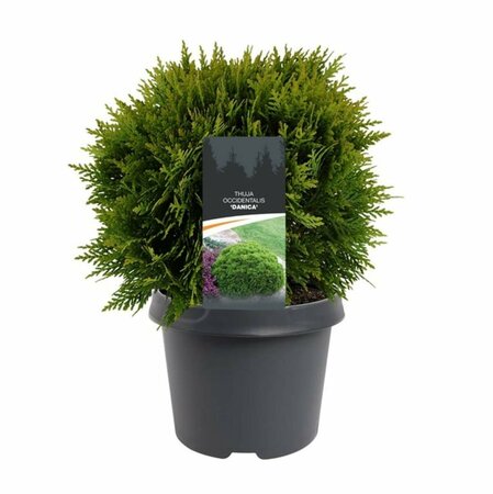 Thuja occidentalis 'Danica' 40/50 C. - afbeelding 2
