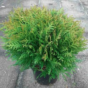 Thuja occidentalis 'Danica' 40/50 C. - afbeelding 1