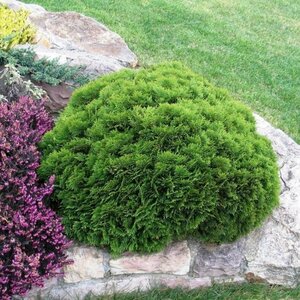 Thuja occidentalis 'Danica' 40/50 C. - afbeelding 3