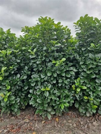 Prunus laurocerasus 'Etna' 50/60 KL. - afbeelding 4