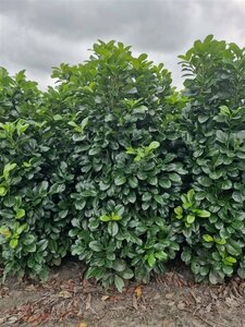 Prunus laurocerasus 'Etna' 50/60 KL. - afbeelding 4