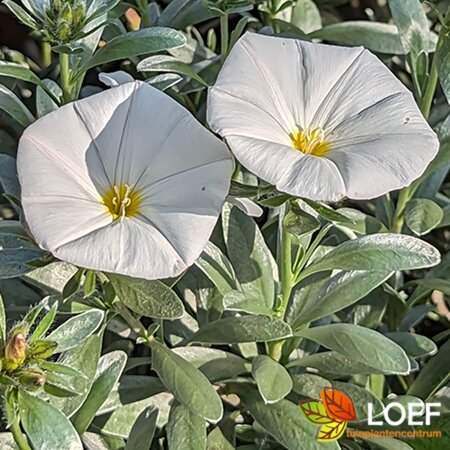 Convolvulus cneorum 30/40 C. - afbeelding 1