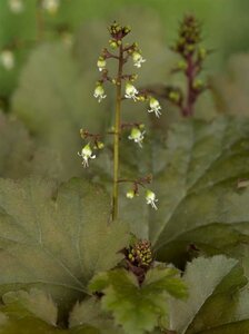 Heuchera 'Chocolate Ruffles' P9 - afbeelding 2