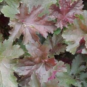 Heuchera 'Chocolate Ruffles' P9 - afbeelding 3