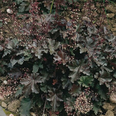 Heuchera 'Chocolate Ruffles' P9 - afbeelding 4