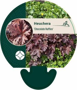 Heuchera 'Chocolate Ruffles' P9 - afbeelding 1