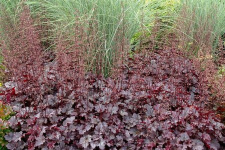 Heuchera 'Plum Pudding' P9 - afbeelding 2