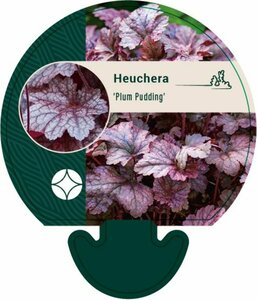 Heuchera 'Plum Pudding' P9 - afbeelding 1