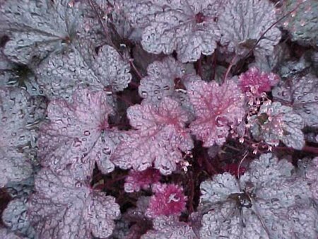 Heuchera 'Plum Pudding' P9 - afbeelding 3