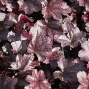 Heuchera 'Plum Pudding' P9 - afbeelding 4