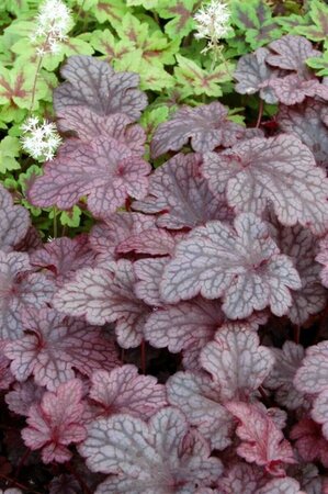 Heuchera 'Plum Pudding' P9 - afbeelding 5