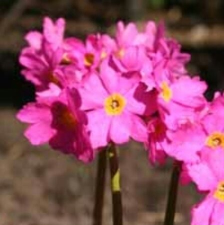 Primula rosea 'Grandiflora' P9 - afbeelding 1