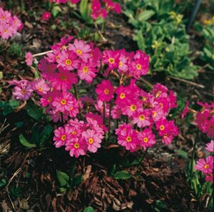 Primula rosea 'Grandiflora' P9 - afbeelding 2