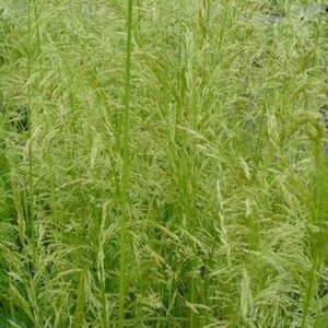 Deschampsia cespitosa 'Goldschleier' C2 - afbeelding 2
