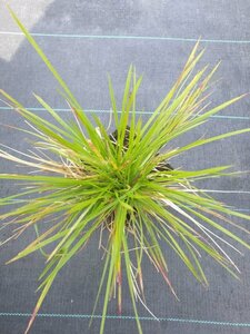 Deschampsia cespitosa 'Goldschleier' C2 - afbeelding 3