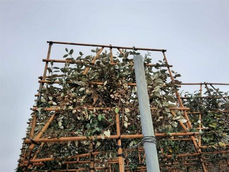 Elaeagnus ebbingei 'Compacta' Leischerm 130 x 200 - afbeelding 2