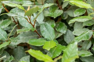 Elaeagnus ebbingei 'Compacta' Leischerm 130 x 200 - afbeelding 1