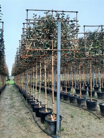 Elaeagnus ebbingei 'Compacta' Leischerm 130 x 200 - afbeelding 3