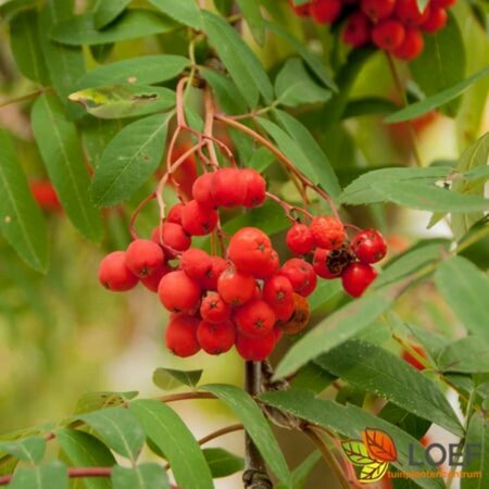 Sorbus aucuparia 8-10 C.  - afbeelding 1