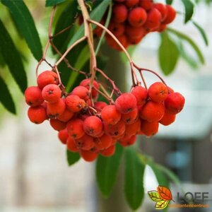 Sorbus aucuparia 8-10 C.  - afbeelding 5