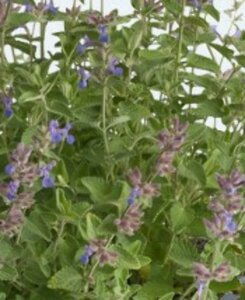 Nepeta faassenii C2 - afbeelding 3