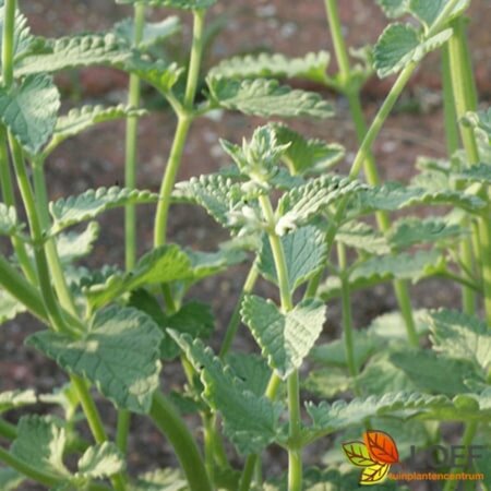 Nepeta faassenii C2 - afbeelding 2