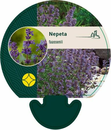 Nepeta faassenii C2 - afbeelding 4