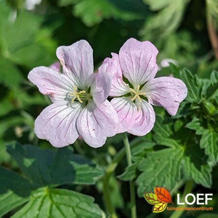 Geranium 'Dreamland' C1.5 - afbeelding 1
