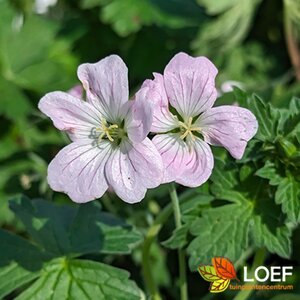 Geranium 'Dreamland' C1.5 - afbeelding 1