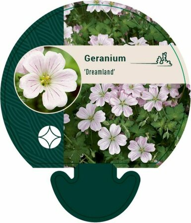 Geranium 'Dreamland' C1.5 - afbeelding 8