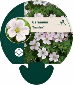 Geranium 'Dreamland' C1.5 - afbeelding 8