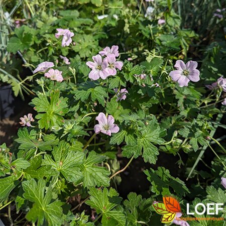 Geranium 'Dreamland' C1.5 - afbeelding 2