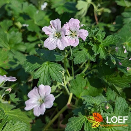 Geranium 'Dreamland' C1.5 - afbeelding 3