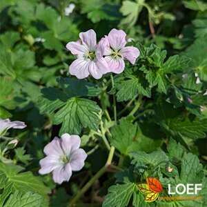 Geranium 'Dreamland' C1.5 - afbeelding 3