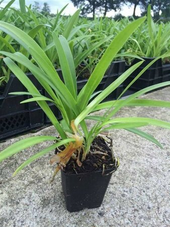 Agapanthus africanus P9 - afbeelding 2