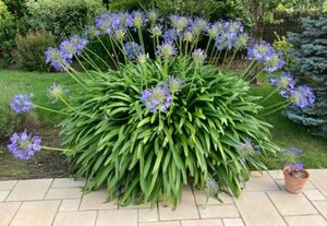 Agapanthus africanus P9 - afbeelding 1