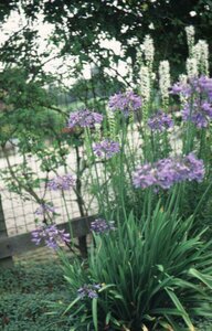 Agapanthus africanus P9 - afbeelding 6