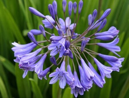 Agapanthus africanus P9 - afbeelding 5